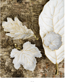 Michael Aram | Winter Leaves Magnolia Dish